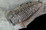 Bargain, Flexicalymene Trilobite - Mt Orab, Ohio #85625-2